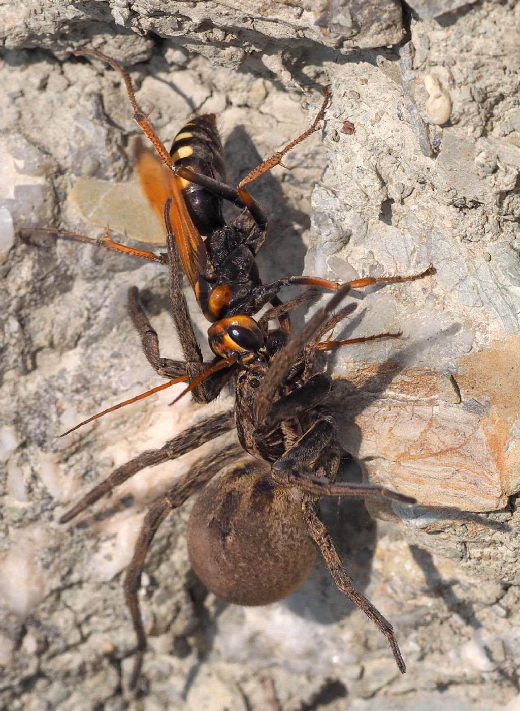 Pompilidae: Cryptocheilus octomaculatus