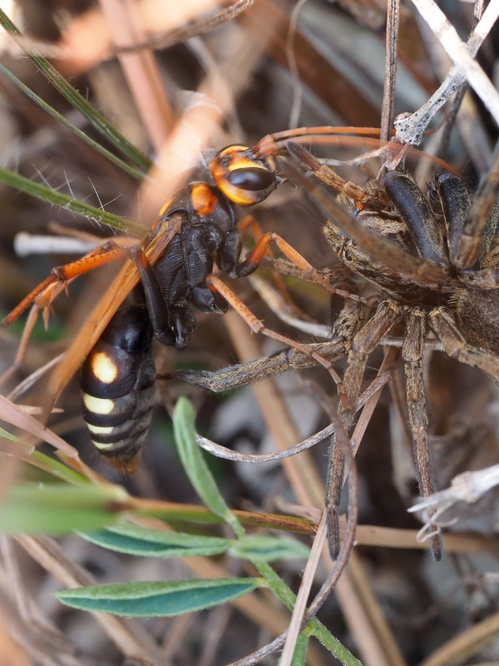 Pompilidae: Cryptocheilus octomaculatus