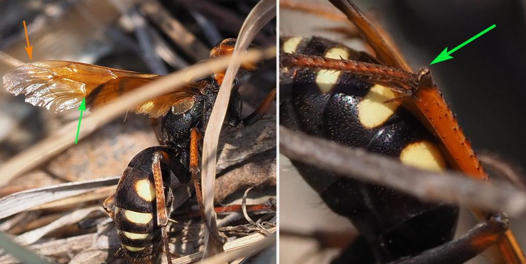 Pompilidae: Cryptocheilus octomaculatus