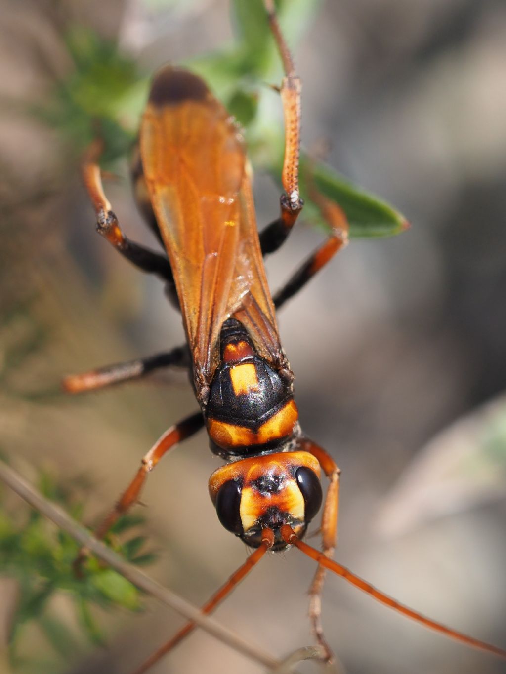 Pompilidae: Cryptocheilus octomaculatus