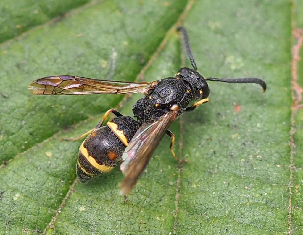 Eumenine wasp for identification please