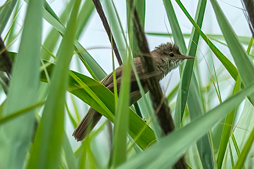 Cannaiola?  No, cannareccione (Acrocephalus arundinaceus)