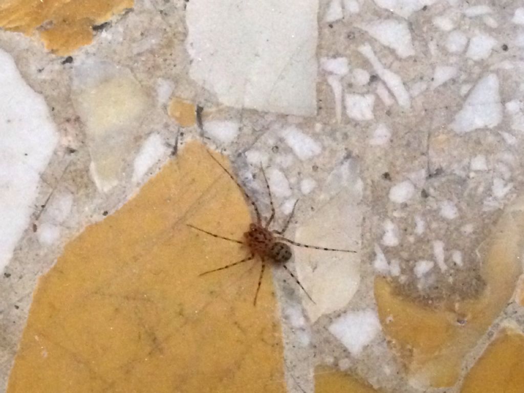 Scytodes thoracica - Milano