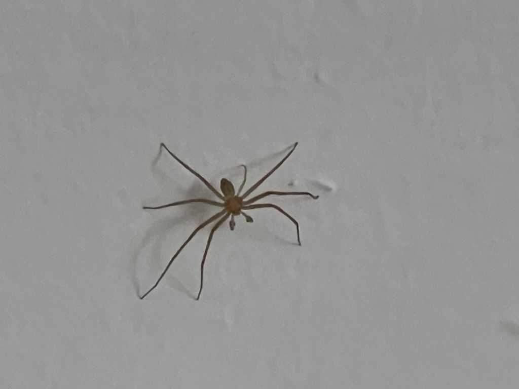 Philodromus sp. - Milano