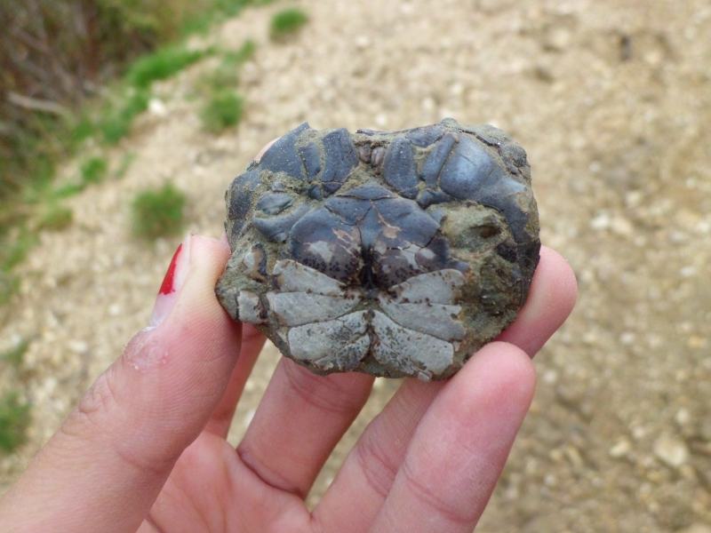 Uscita geologica sul Monte Baldo