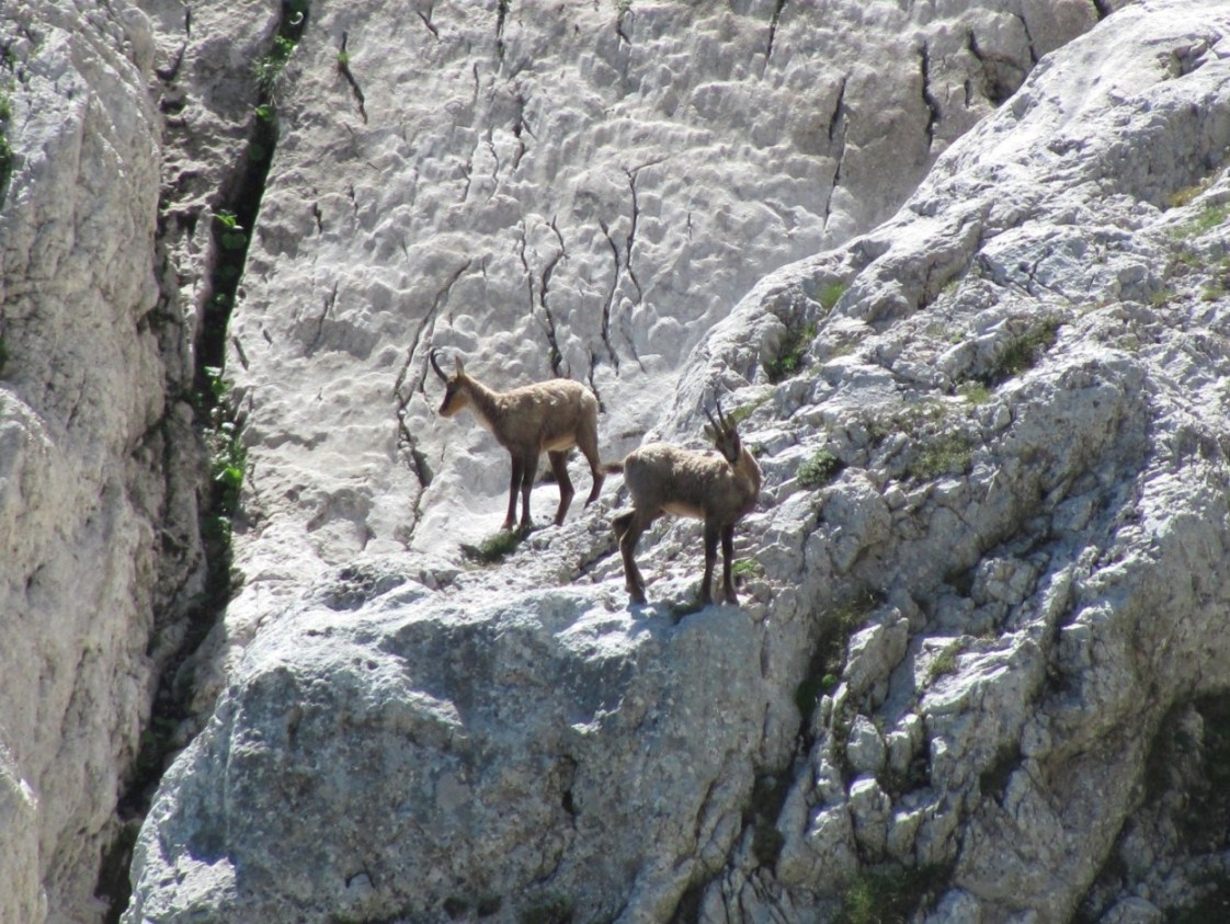 Camoscio d''Abruzzo Rupicapra pyrenaica ornata