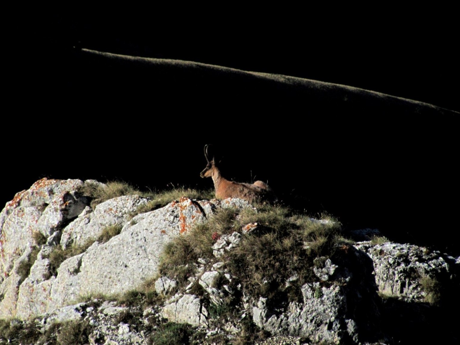 Camoscio d''Abruzzo Rupicapra pyrenaica ornata