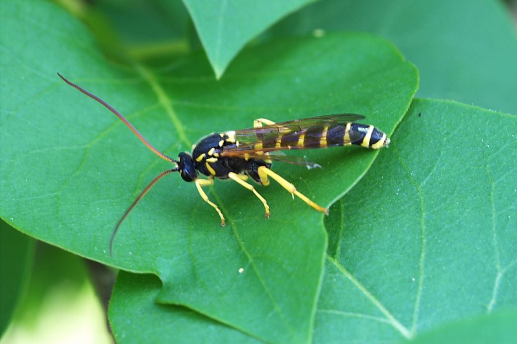 Metopius sp. (Ichneumonidae Metopiinae)