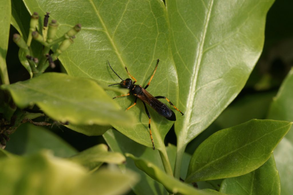 Sceliphron caementarium