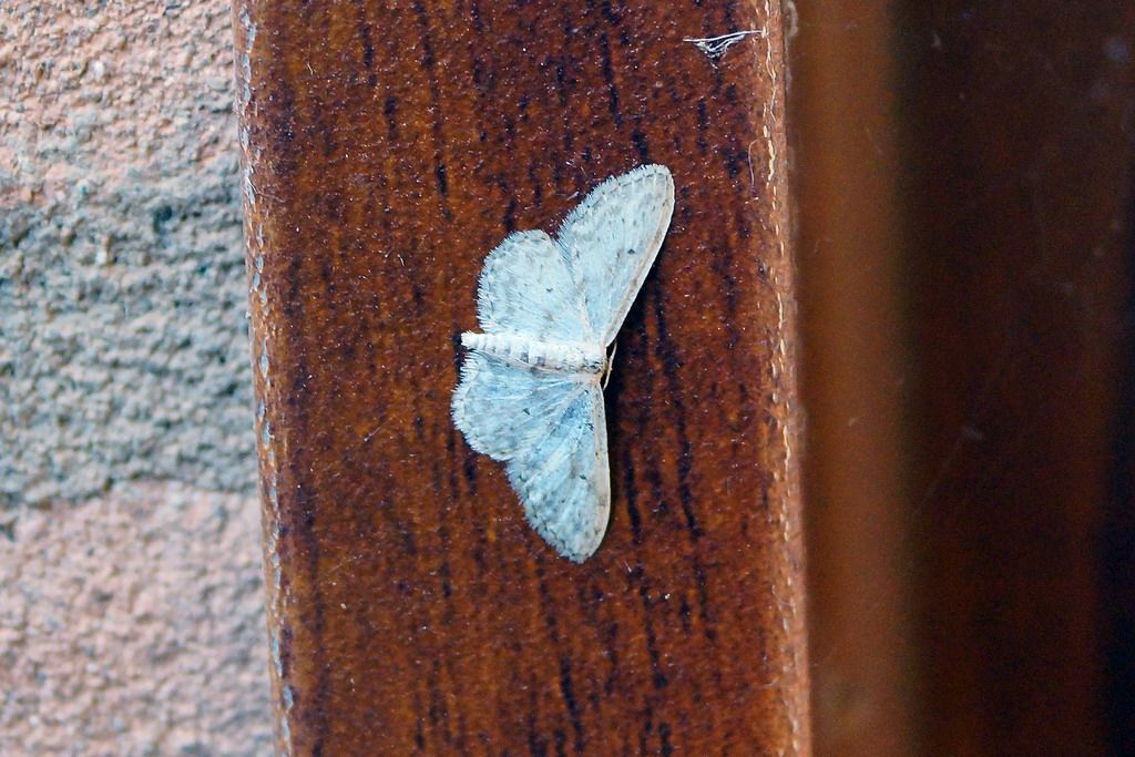 geometridae?