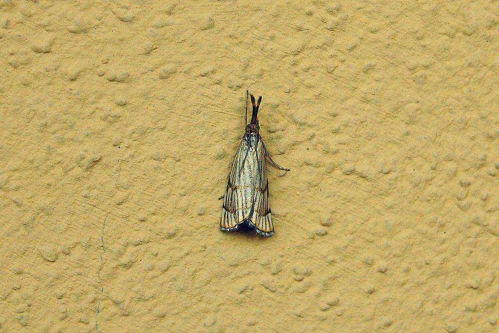 crambidae?
