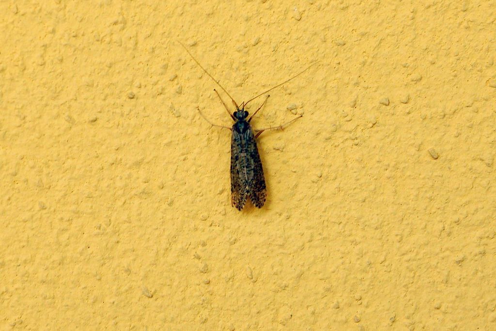 altro crambidae?