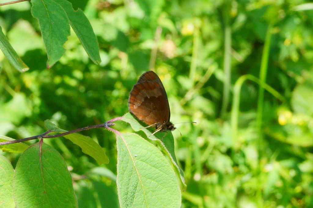 id
