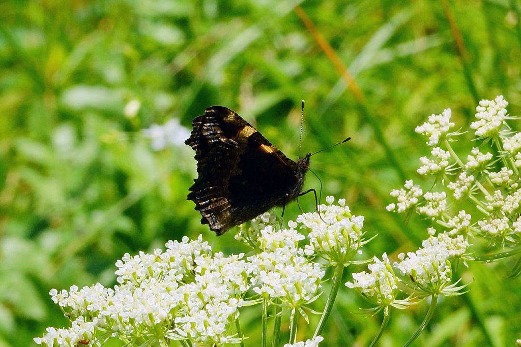 id Nynfalidae? - Aglais urticae
