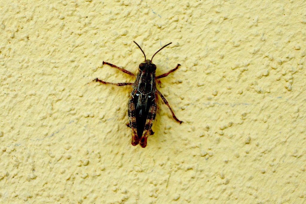 ortottero da id