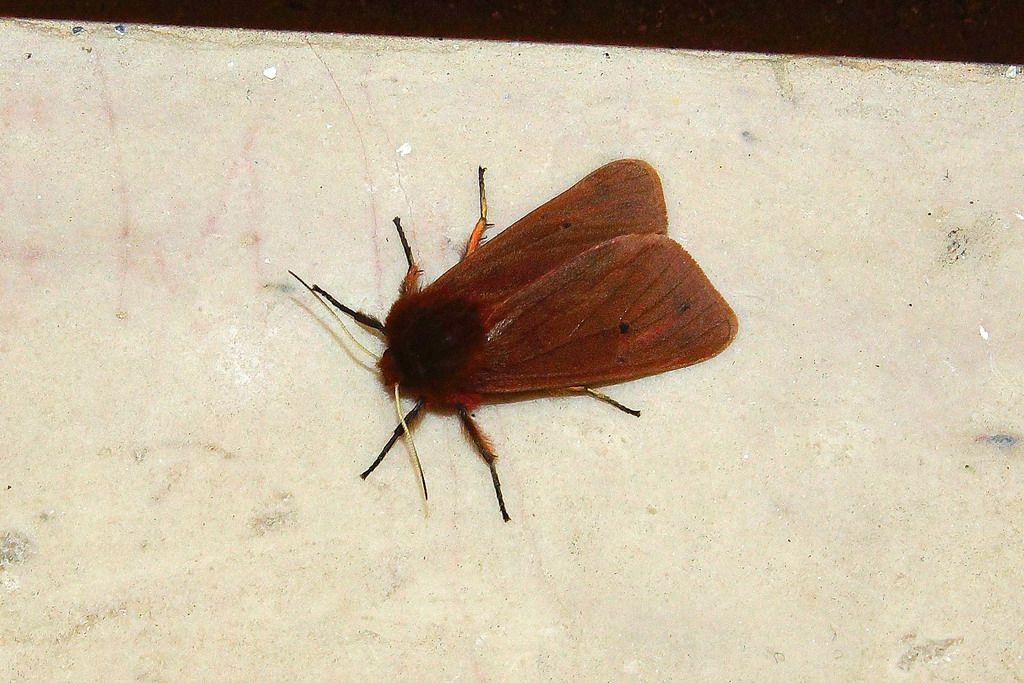 Noctuidae?