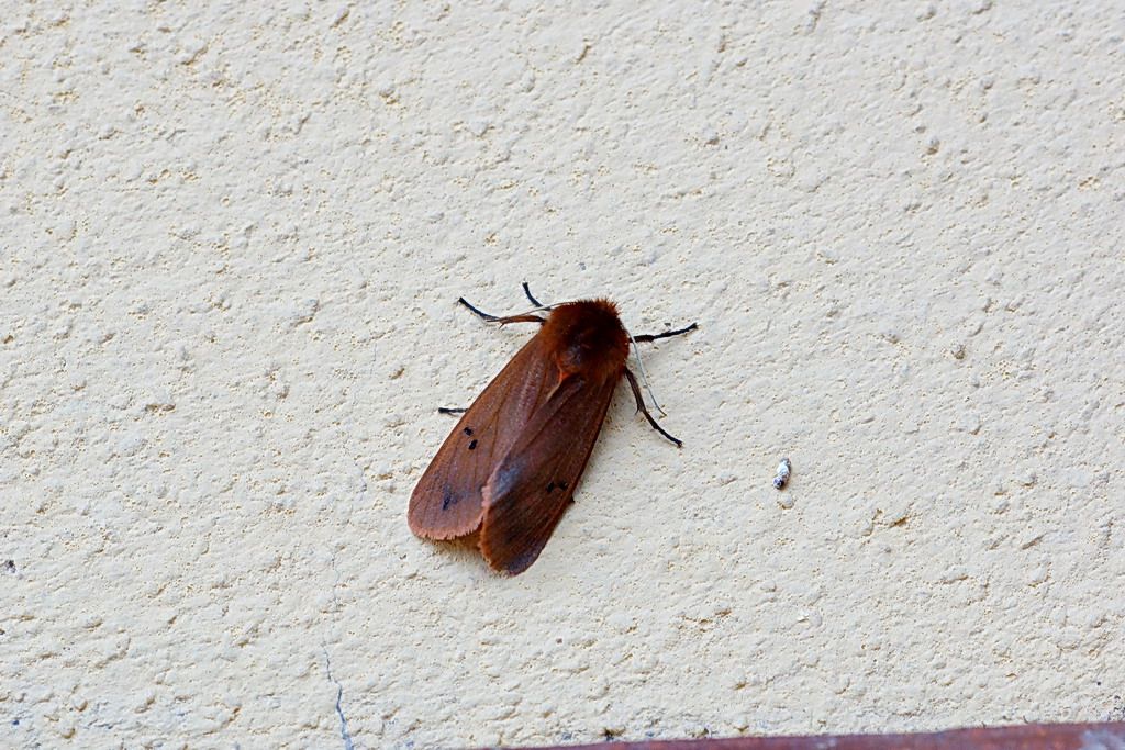id falena