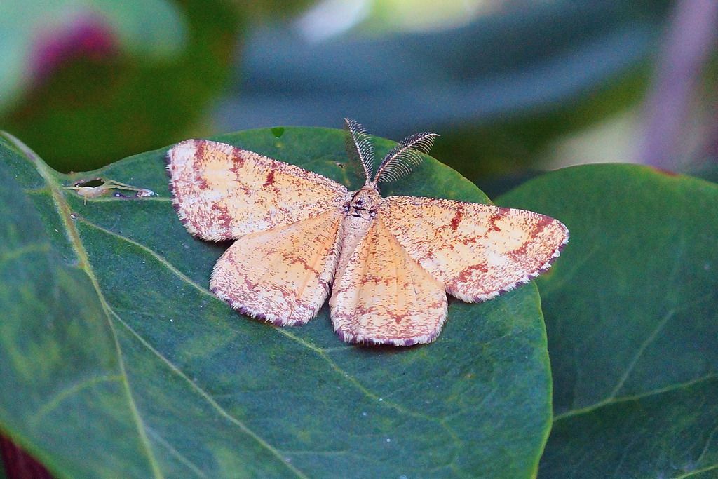 id