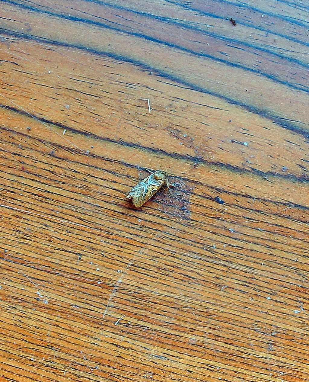 id falena - Triodia sylvina