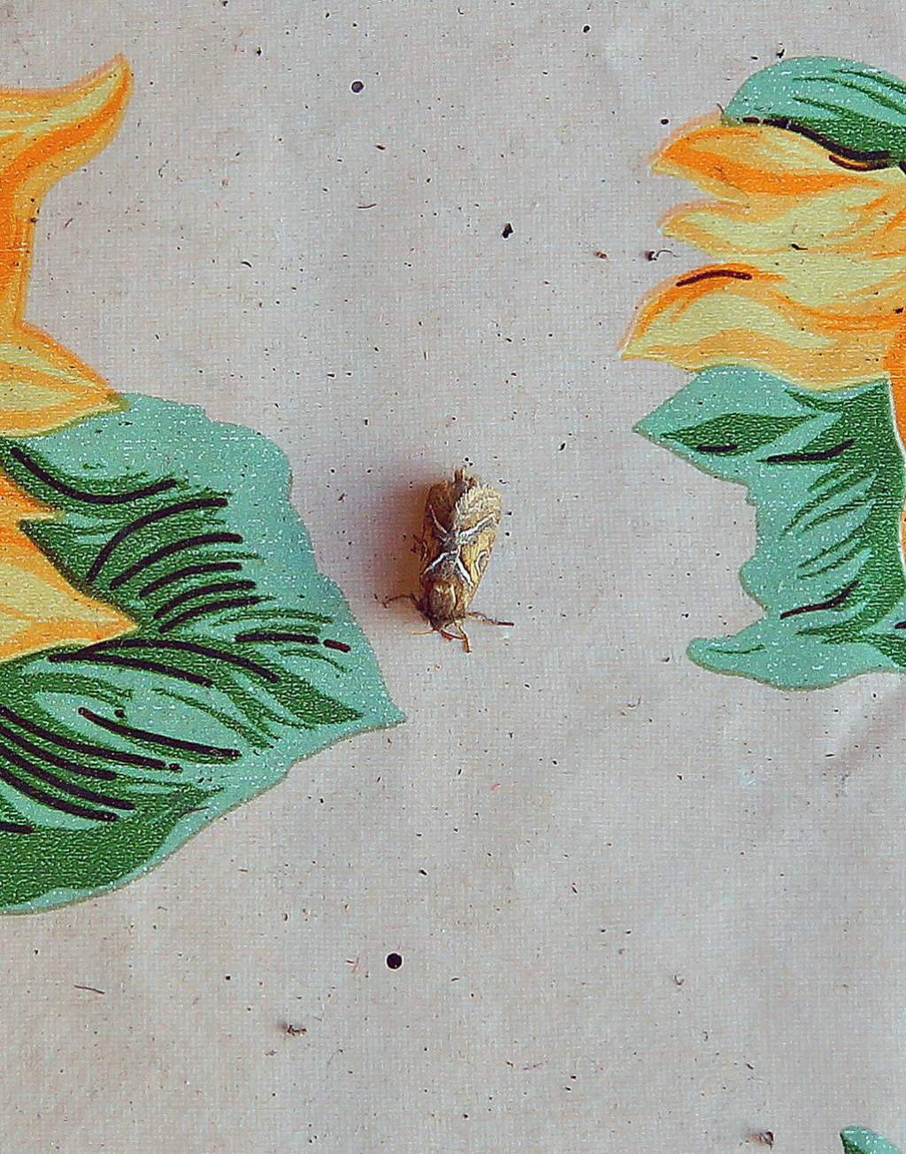 id falena - Triodia sylvina