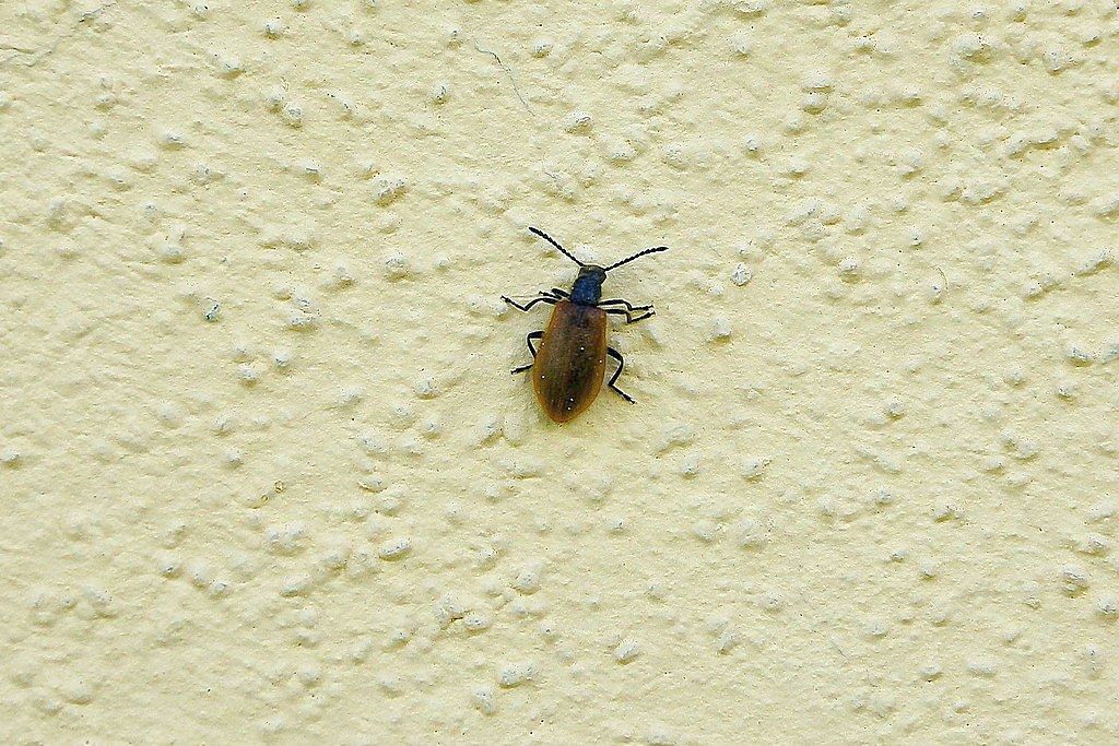 coleottero? Lagria sp.