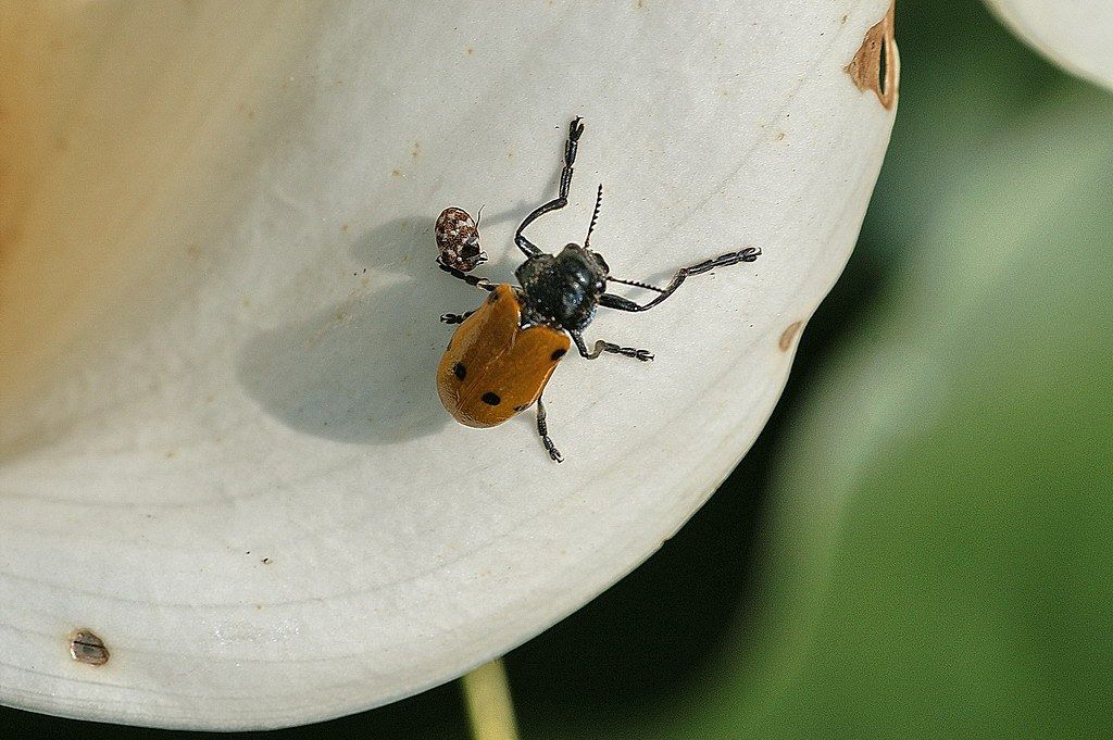 Lachnaia sp. e Anthrenus sp.