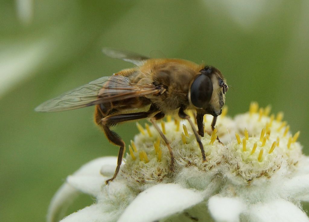 id