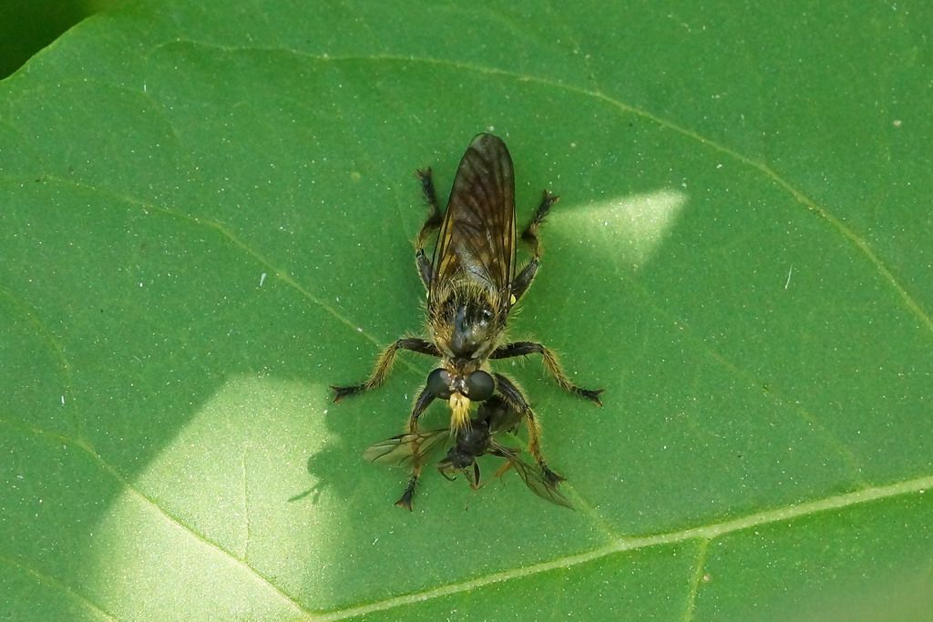id