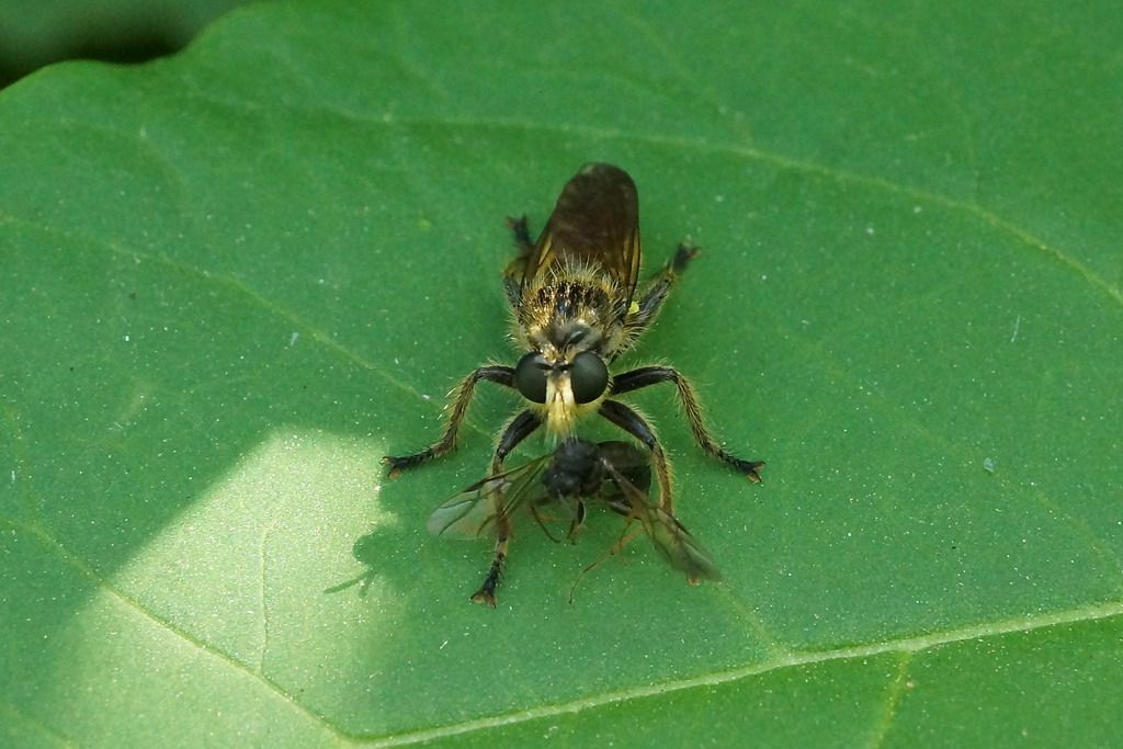 id