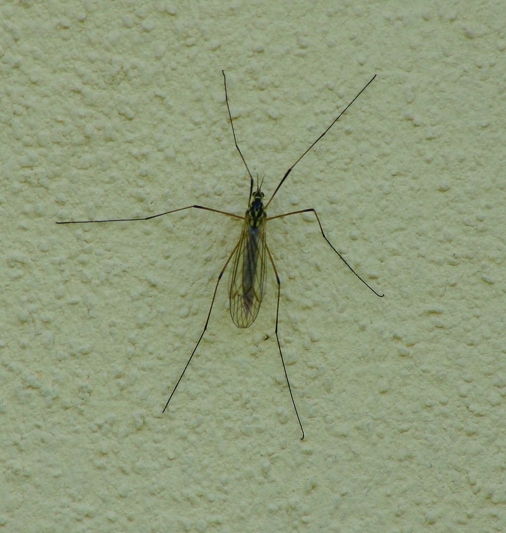 id