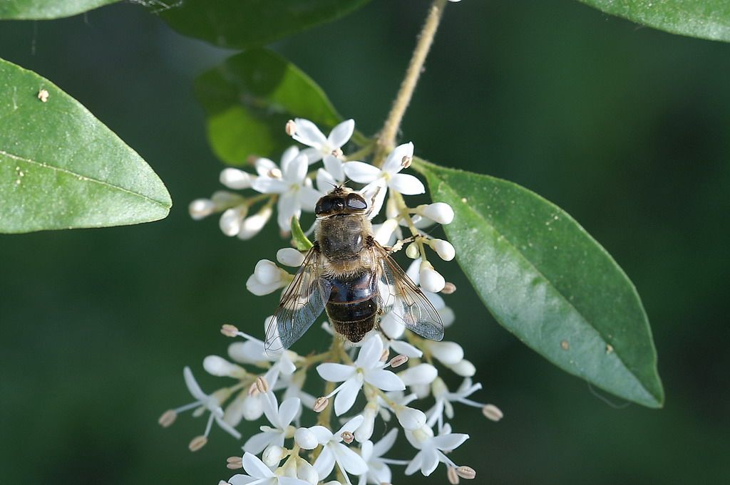 id