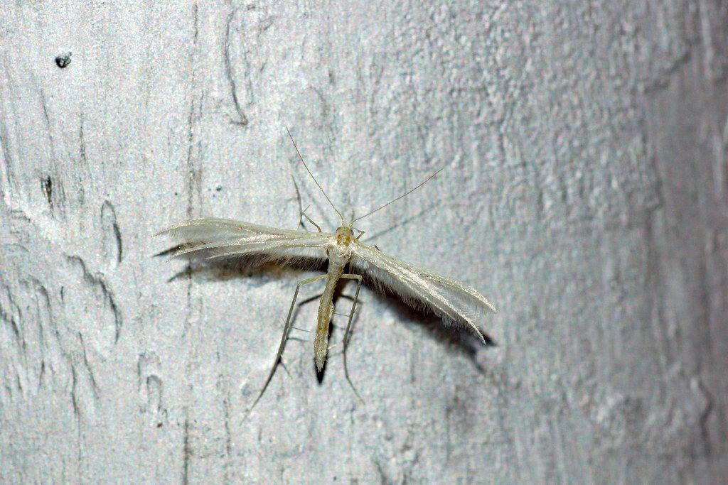 Pterophorus pentadactyla ?