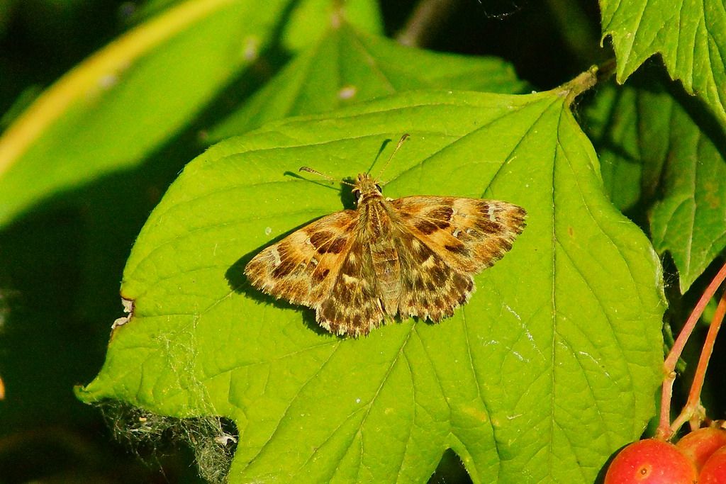 Carcharodus alceae? - Si