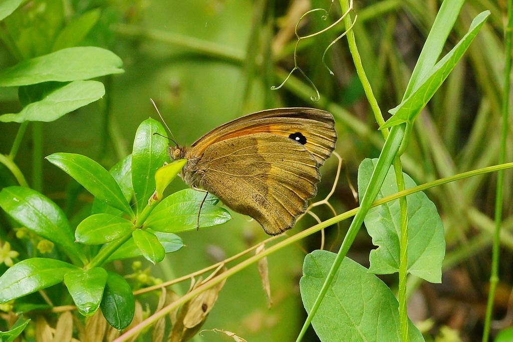 Niynphalidae? - Maniola jurtina