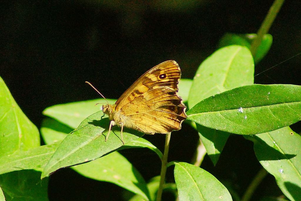 altro nynphalidae - Pararge aegeria