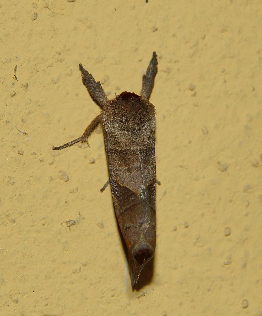 Cossidae?
