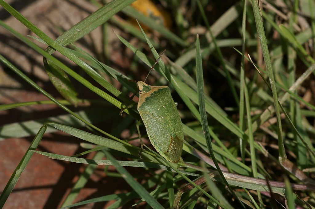 Pentatomidae: Nezara viridula f. torquata della Lombardia