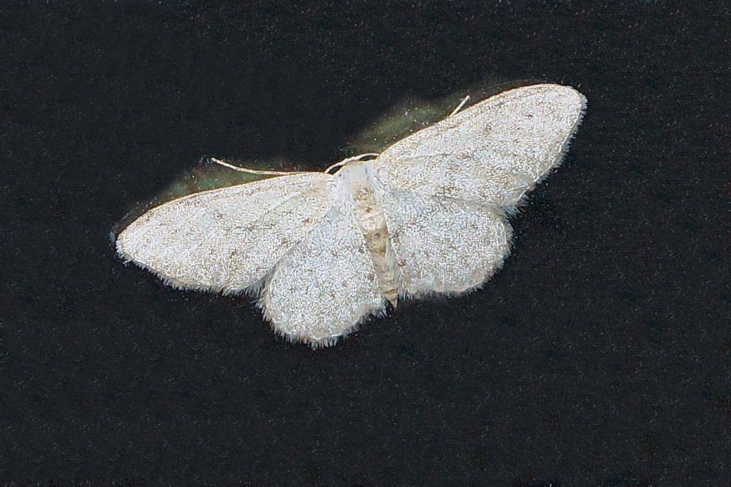 geometridae id