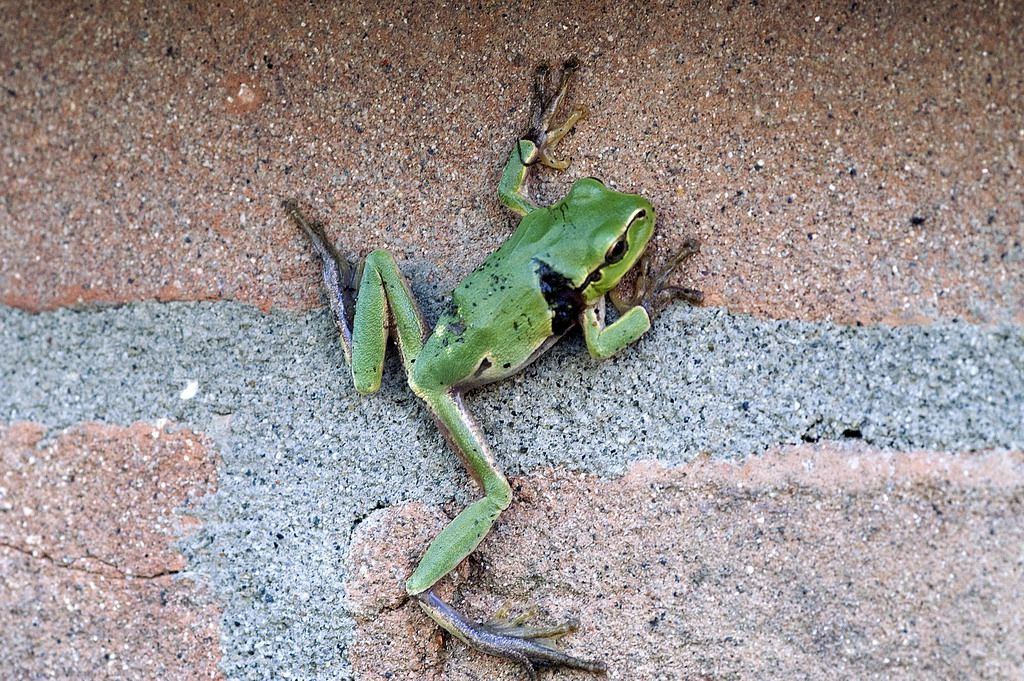 Hyla? Hyla intermedia