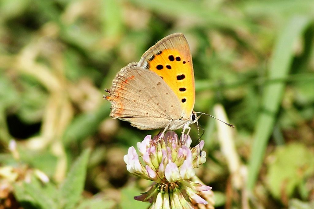 Lycaenidae? - Lycaena phlaeas