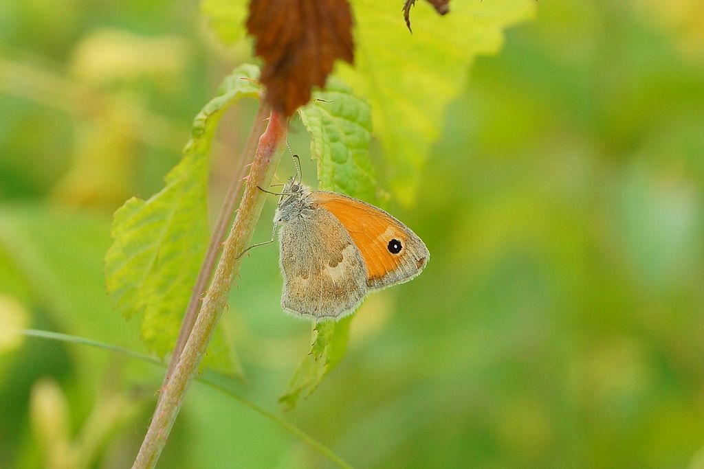 Nymphalidae ? -  Coenonympha pamphilus