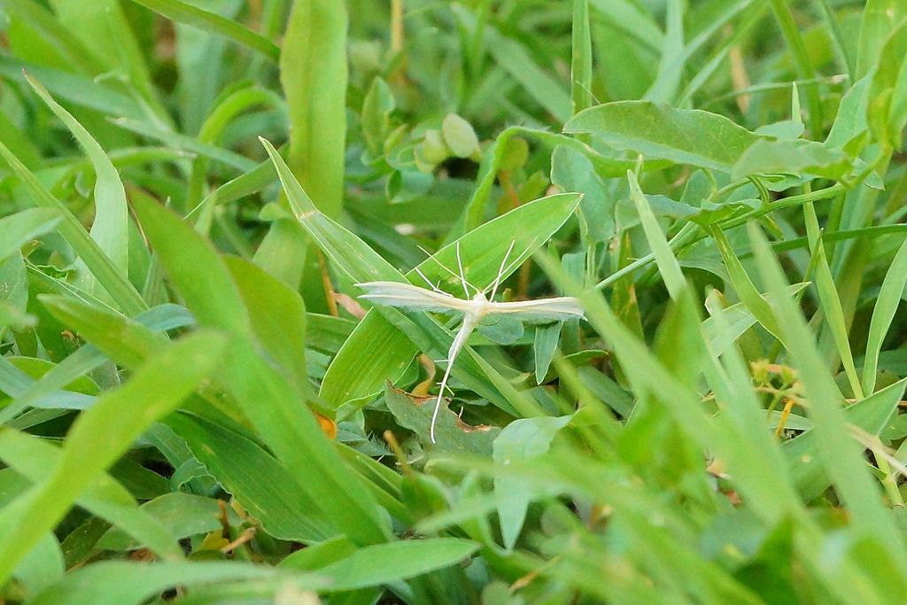 Pterophorus pentadactyla ?