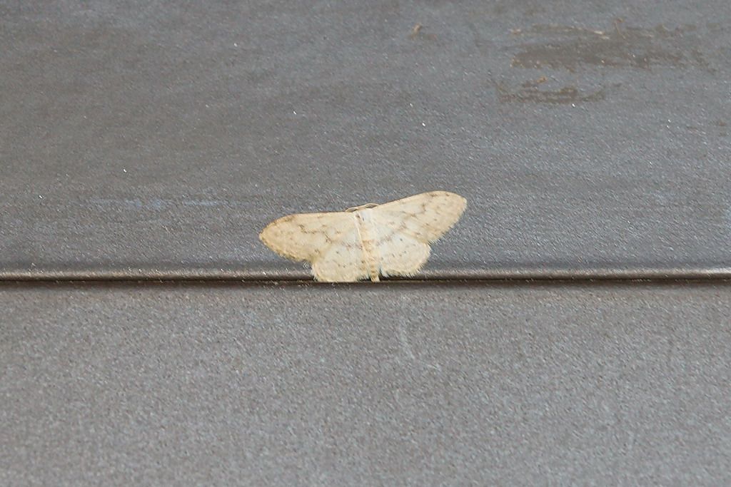 geometridae ?