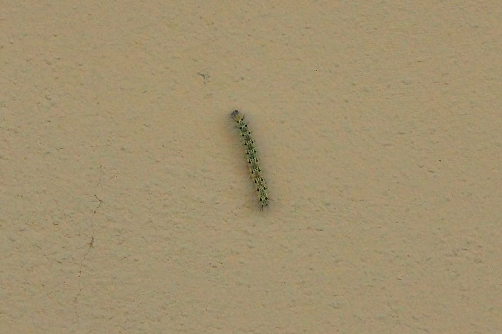 bruco? - Hyphantria cunea