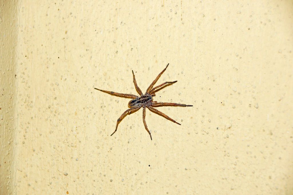 Maschio di Hogna radiata - Ostiglia (MN)