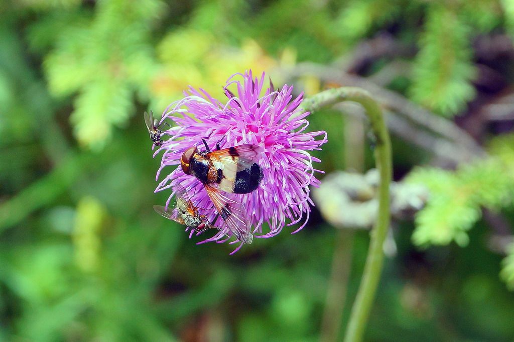 Femmina di Volucella pellucens