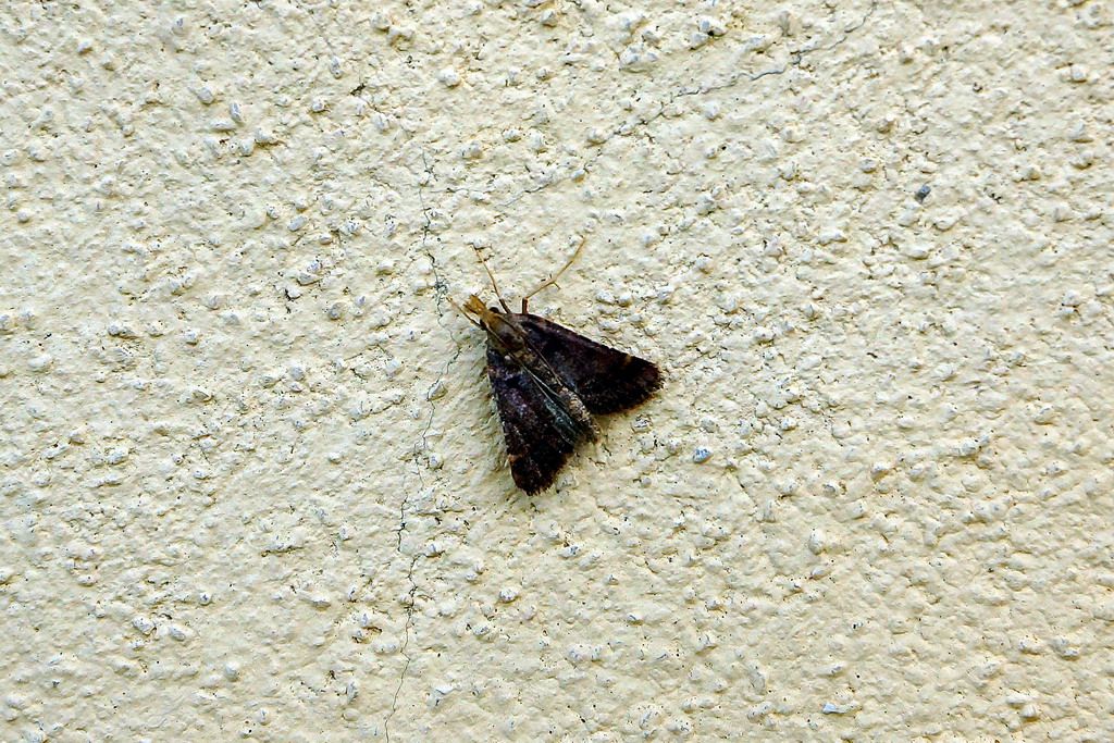 id falena