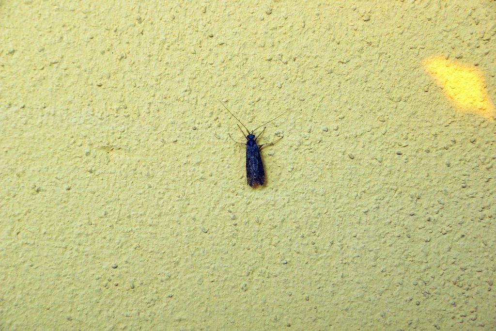 microlepidottero?