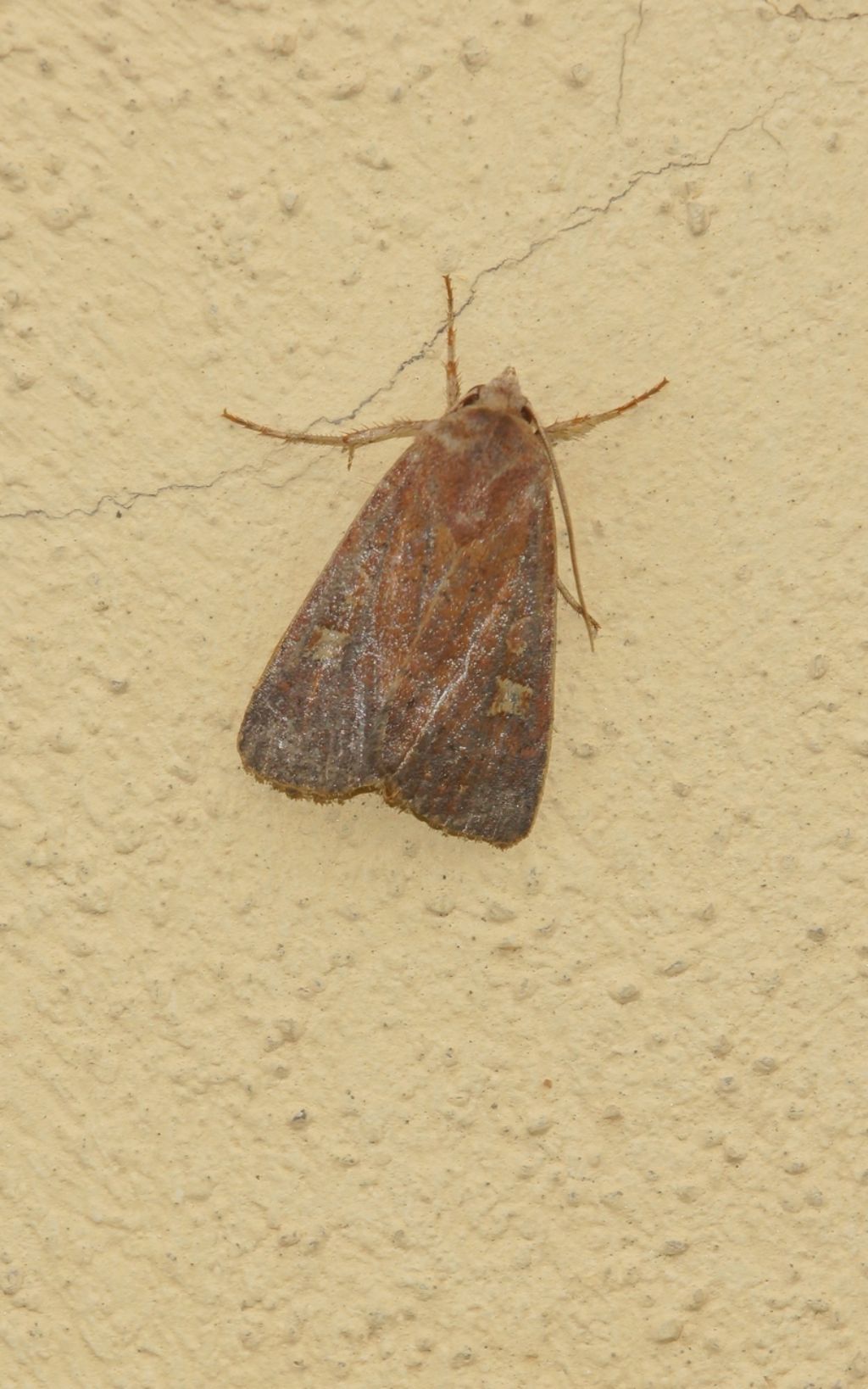 id falena - Xestia (Xestia) xanthographa