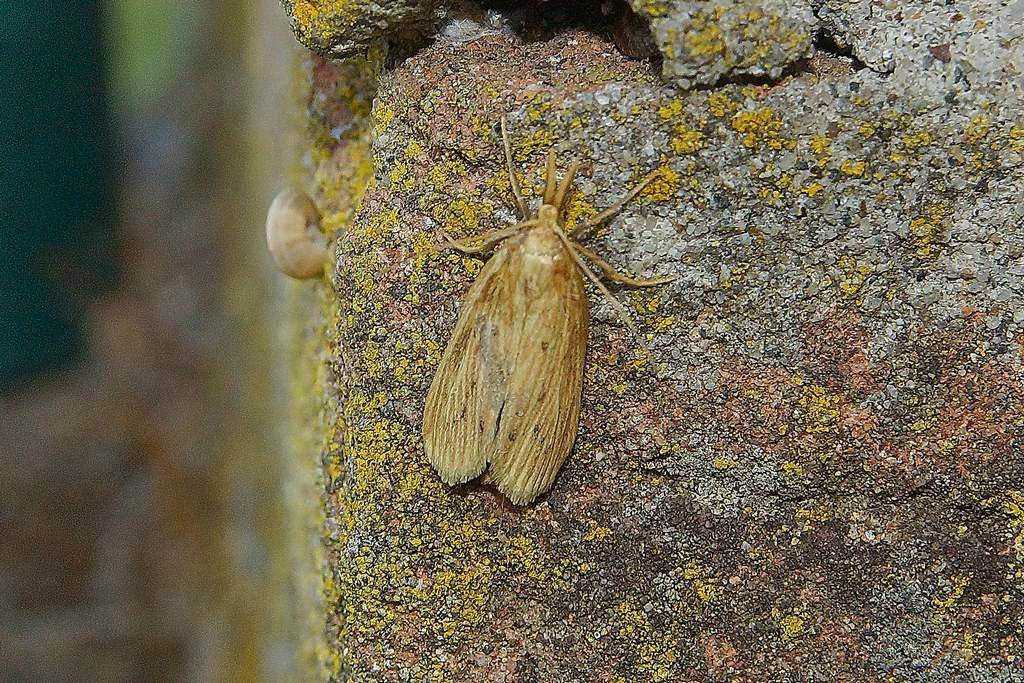 id falena - Ematheudes punctella